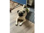 Adopt Dino a Pug