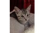 Adopt Metallica a Tabby, Domestic Short Hair