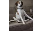 Adopt AC Loki a Bluetick Coonhound, Australian Cattle Dog / Blue Heeler