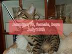 F6 Kittens Available