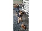 Adopt KNOX a Shepherd, Labrador Retriever