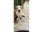 Adopt EAGLE a Husky