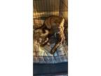 Adopt ALLISO a Boykin Spaniel, Pit Bull Terrier