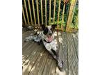 Adopt Charleston a Australian Cattle Dog / Blue Heeler
