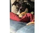 Adopt WACO a Collie, Husky