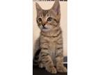 Adopt Casper a Domestic Short Hair, Tabby