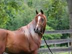 UNDER SADDLE! OMG! Fabulous Flaxen! Extreme-head Imperial Egyptian Stallion