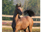 Attention Tall Riders -- Egyptian Arabian -- Very Tall, Elegant