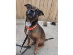Adopt Aries a Mixed Breed