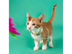 Adopt Emanuel a Domestic Short Hair