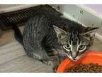 Adopt Spaghetti a Domestic Short Hair, Tabby