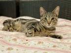Adopt Olympus a Domestic Short Hair, Tabby