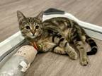 Adopt Poseidon a Domestic Short Hair, Tabby