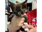 Adopt Saylem a Domestic Short Hair