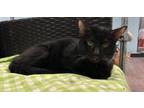 Adopt Stapler a Domestic Short Hair