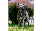 Adopt Bear a American Staffordshire Terrier