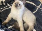 Ragdoll Kitten