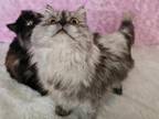 Female Persian Kitten