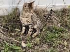Savannah Kittens 2nd Litter