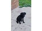 Adopt Georgie Bear a Spaniel, Schnauzer