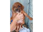 Adopt Wally a Hound