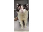 Adopt Alastor a Domestic Short Hair