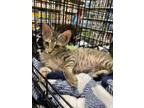 Adopt Hocus a Domestic Short Hair