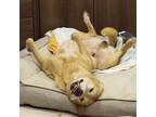 Adopt Hercules a Golden Retriever, Yellow Labrador Retriever