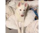 Adopt Shiloh a White German Shepherd