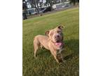 Adopt Rus a Pit Bull Terrier