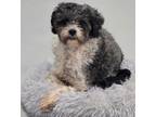 Adopt Alfred #5808 a Poodle
