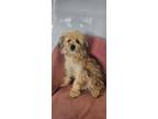 Adopt Barkquatic #9777 a Pomeranian, Bichon Frise