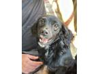 Adopt Langdon #6189 a Cocker Spaniel