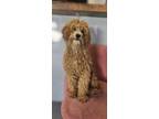 Adopt Salty Dog #7910 a Cockapoo