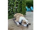 Adopt Paco a Pit Bull Terrier, American Staffordshire Terrier