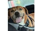 Adopt Butch a Pit Bull Terrier