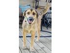 Adopt Burke a Shepherd, Husky
