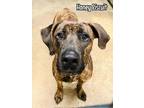 Adopt Honey Biscuit a Plott Hound, Labrador Retriever