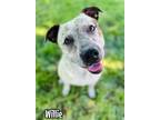 Adopt Willie a Pit Bull Terrier, Australian Cattle Dog / Blue Heeler