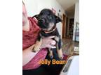 Adopt Jelly Bean (Orange Collar) nka Yoshi a Mixed Breed