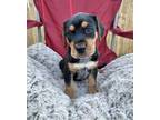 Adopt ELI a Beagle, Australian Cattle Dog / Blue Heeler