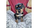 Adopt ELI a Beagle, Australian Cattle Dog / Blue Heeler