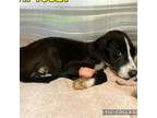 Adopt Freddie a American Staffordshire Terrier