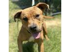Adopt Gator a Terrier