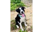 Adopt Mickey a Hound