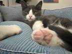 Adopt Butch a Domestic Short Hair
