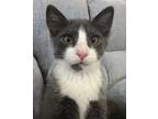 Adopt Sundance a Domestic Short Hair