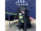 Adopt Eli a English Cocker Spaniel