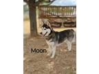Adopt Moonshine a Husky