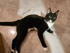 Adopt BAXTER a American Shorthair